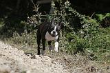 BOSTON TERRIER 025